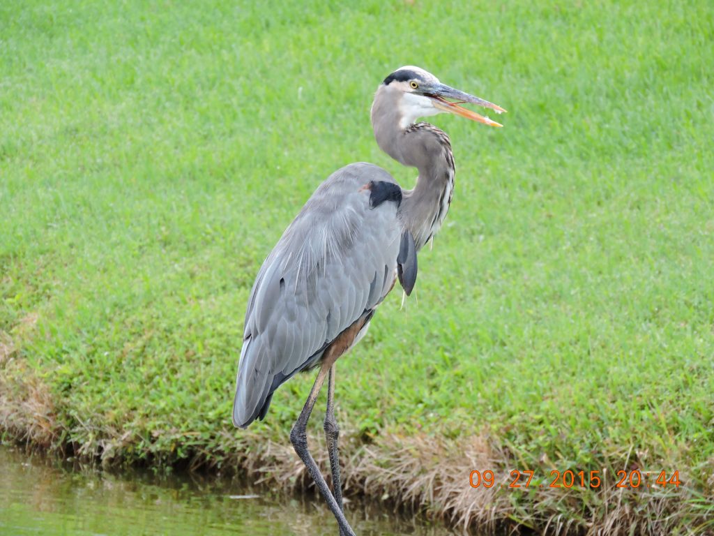 Great Blue Heron