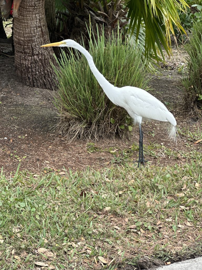 Egret