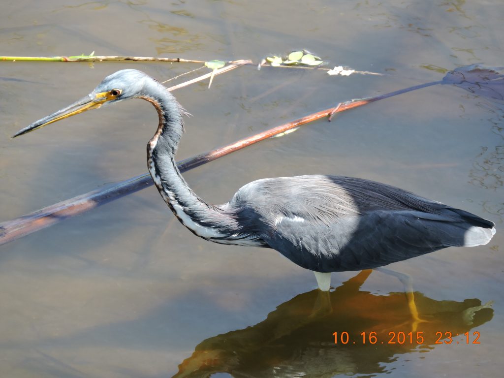 Tri-Colored Heron