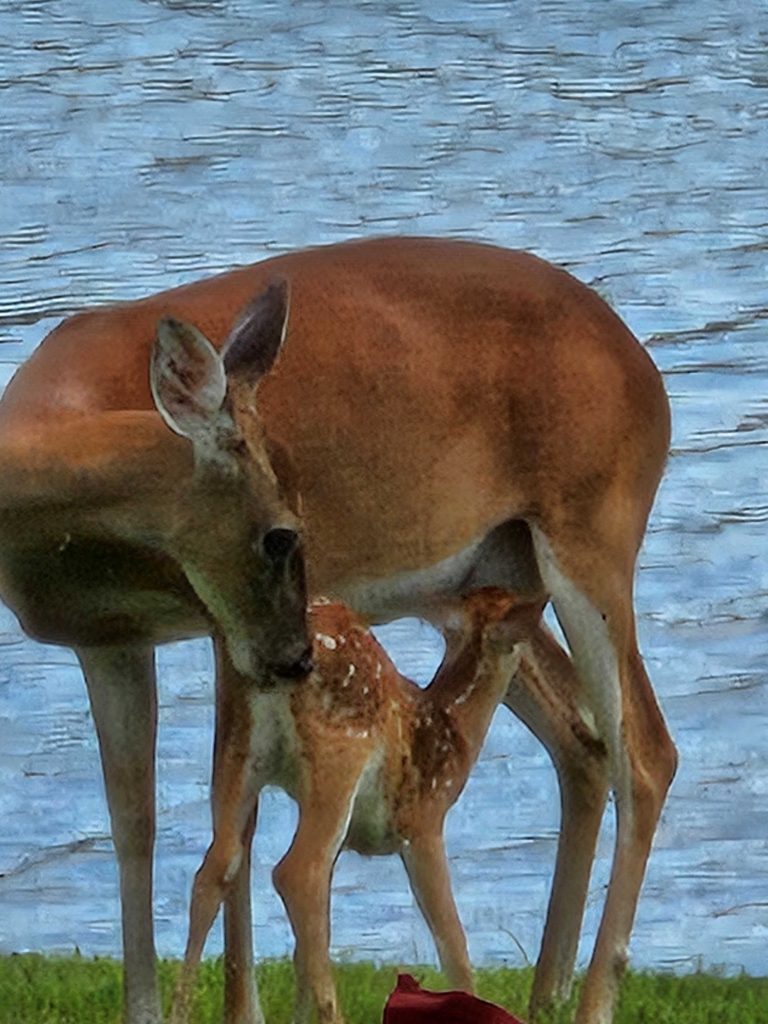 Deer and Fawn Back of Lanai April 2024