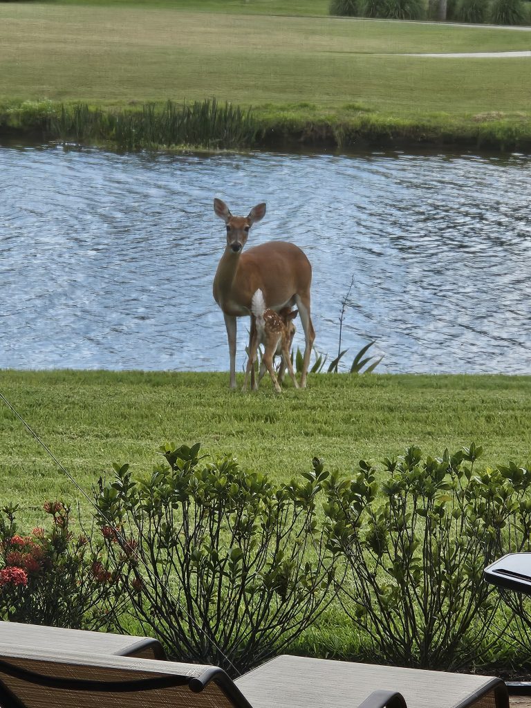 Deer and Fawn - Back of Lanai April 2024