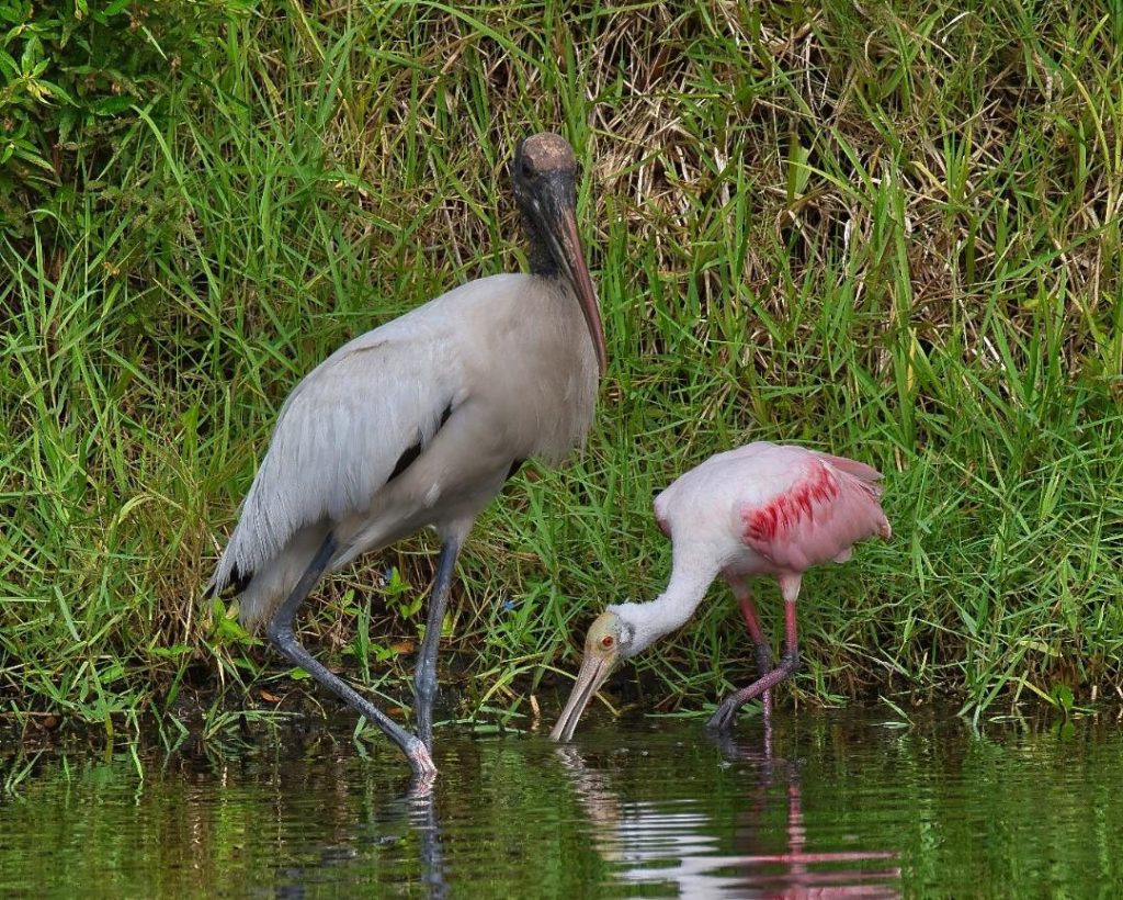 Wood Stork and Roseate Spoonbill